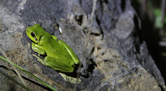 Sortie Groupe Jeune: rendez vous à Cournonterral !
